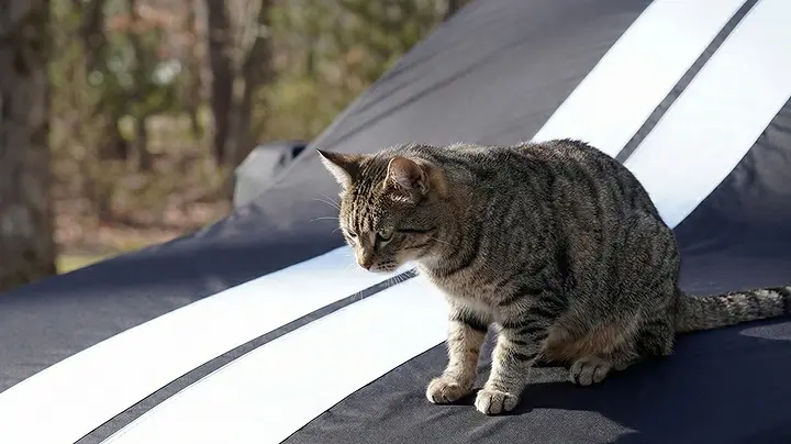 Coverland truck covers protect against animal scratches